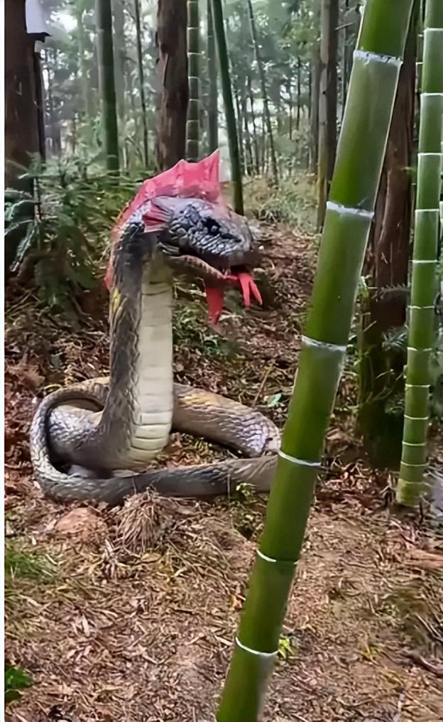 咬身亡!身材一绝是家中独生女肤白貌美太可惜j9九游真人游戏第一平台27岁女游客被蛇(图11) 咬身亡!身材一绝是家中独生女肤白貌美太可惜j9九游真人游戏第一平台27岁女游客被蛇(图11)